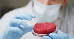 how does in-vitro beef look like?