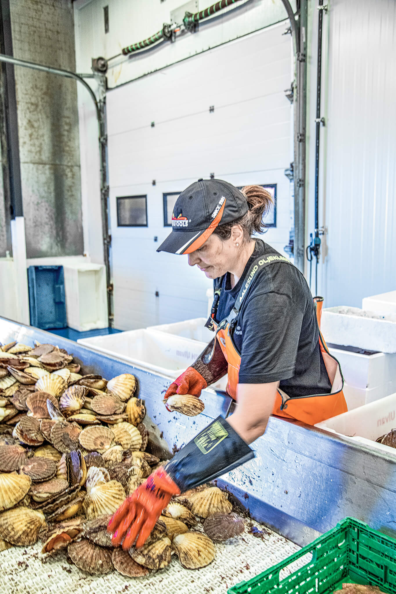 The freshly caught seafood is sorted by hand