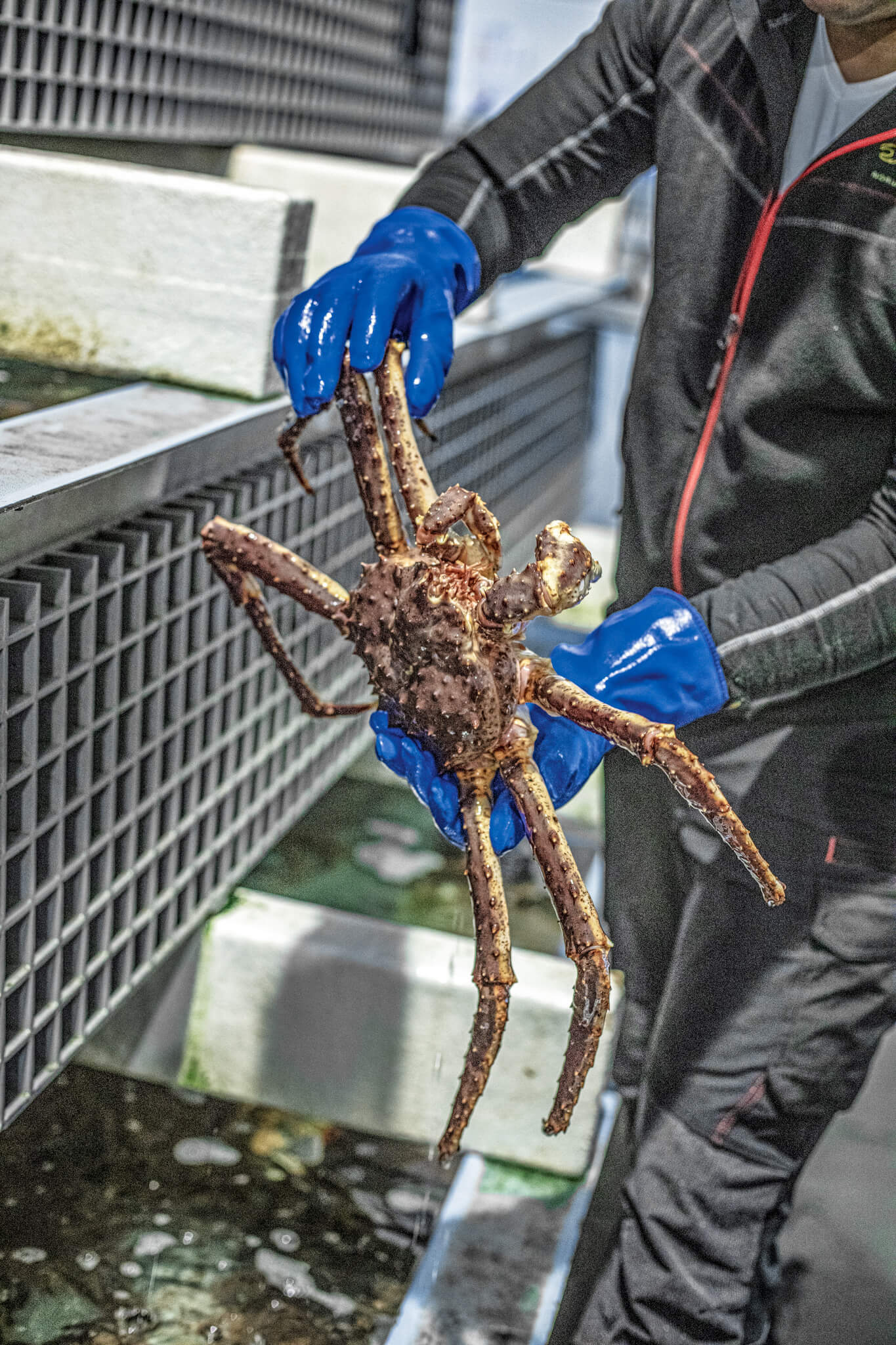 sustainably caught fresh crab prepared for live transport.