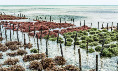 Rows of seaweed / Seaweed – vegan food for restaurant