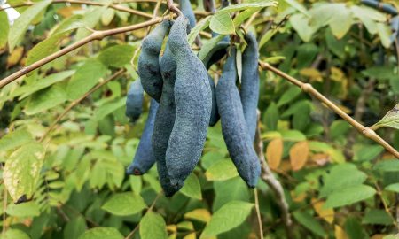 blue cucumber, or blue pepper for cooking