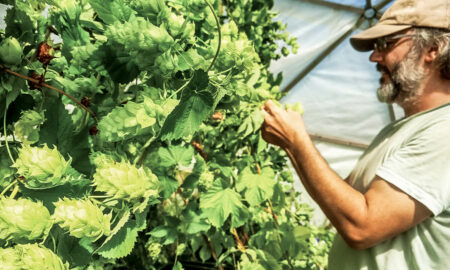 Gareth Davies and Yohanna Best use hydroponics to grow hops indoors at Dark Farm.