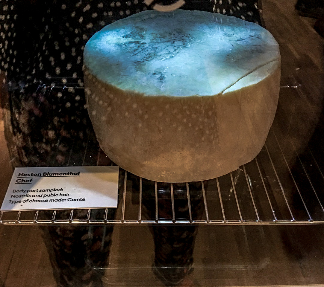 Can you make cheese from body bacteria?