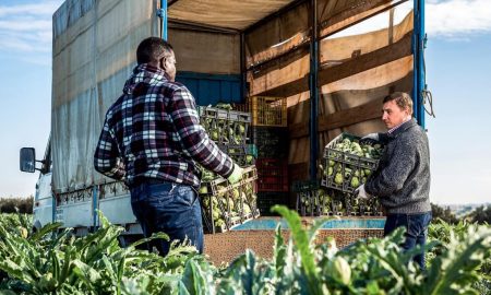 Two workers load artichoke boxes in a truck