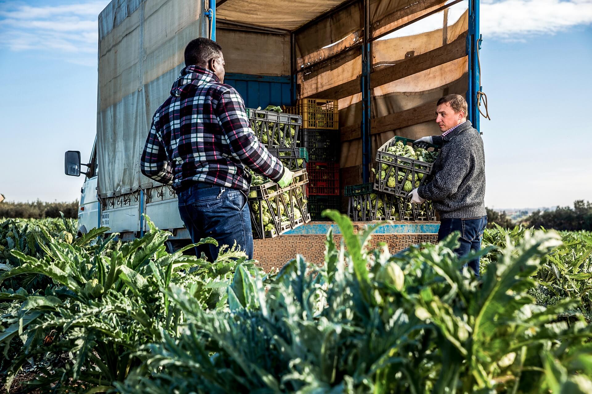 Two workers load seasonal produced artichoke boxes in a truck